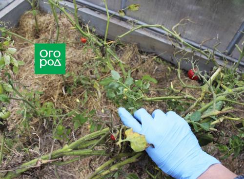 Обработка теплицы осенью медным купоросом. Ша.  Обработка земли в теплице осенью от вредителей 01