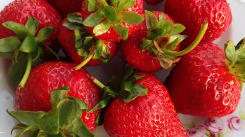 Обработка земли в теплице медным купоросом. Чем обработать почву в теплице осенью: советы эксперта