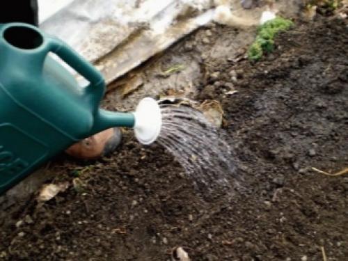 Чем обработать почву в теплице от болезней и вредителей. Чем обработать землю в теплице? 05