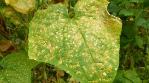 Чем обработать почву в теплице от болезней и вредителей. Чем обработать землю в теплице? 02