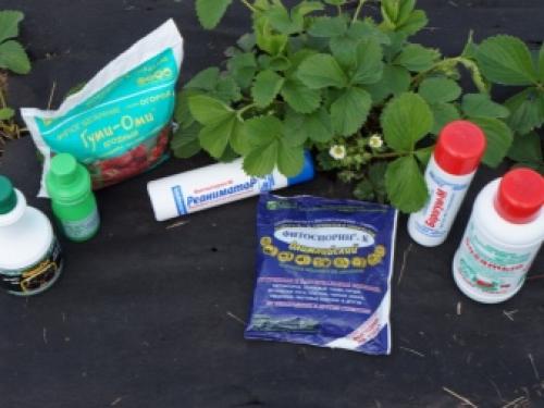 Чем обработать почву в теплице от болезней и вредителей. Чем обработать землю в теплице? 08