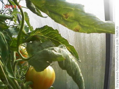 Обработка теплицы осенью после кладоспориоза. Опять кладоспориоз томатов. Как победить грибок?