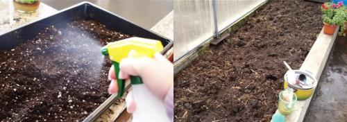 Обработка теплицы белизной осенью. Обработка теплицы осенью без замены почвы. Необходимость обеззараживания почвы