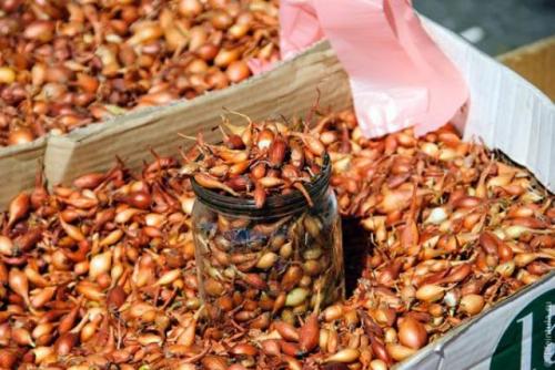 Подготовка грядки под морковь осенью. Подготовка грядки для лука