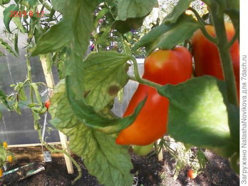 Обработка теплицы осенью от кладоспориоза. Опять кладоспориоз томатов. Как победить грибок?