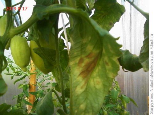 Обработка теплицы осенью от кладоспориоза. Опять кладоспориоз томатов. Как победить грибок?