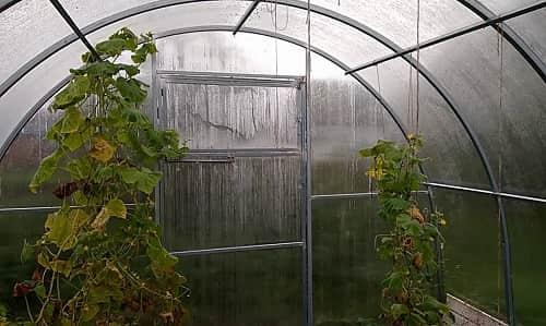 Подготовка теплицы к зиме от а до я. Подготовка теплицы к зиме осенью