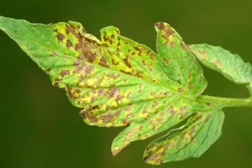 Как обработать теплицу к зиме. Уборка в теплице