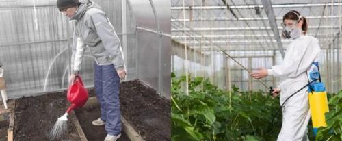 Чем обработать почву в теплице осенью. Необходимость обеззараживания почвы