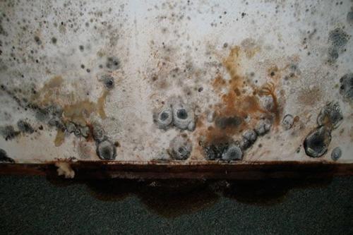 Сырость в подвале частного дома: что делать, как вернуть нормальный микроклимат?