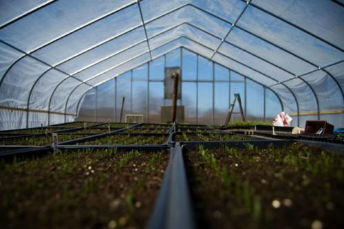 Как помыть теплицу осенью. Осенняя дезинфекция теплицы из поликарбоната изнутри