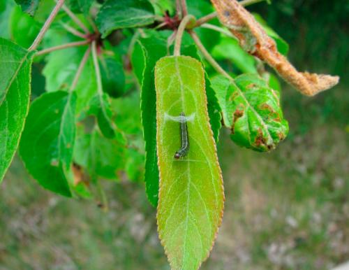 От семечка до плода: простой способ выращивания яблони 05 От семечка до плода: простой способ выращивания яблони 05