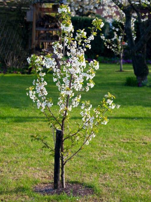 От семечка до плода: простой способ выращивания яблони 02 От семечка до плода: простой способ выращивания яблони 02