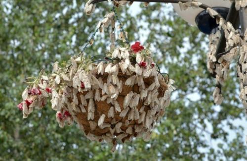 От семечка до плода: простой способ выращивания яблони 11 От семечка до плода: простой способ выращивания яблони 11